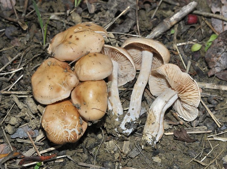 Hebeloma sp. al Parco della Piana